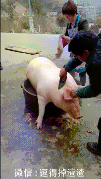 搞笑gif段子:自从有了不倒翁小姐姐,终于有理由摸女生的手了