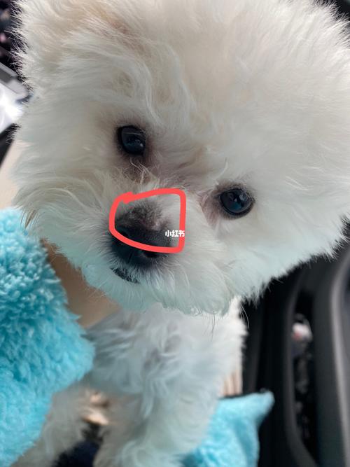 鼻子这长得什么东西?结痂厚_宠物_宠物_狗