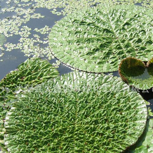 大量现货 批发水生植物 芡实 刺莲藕 水生花卉 品种齐全量大优惠图片