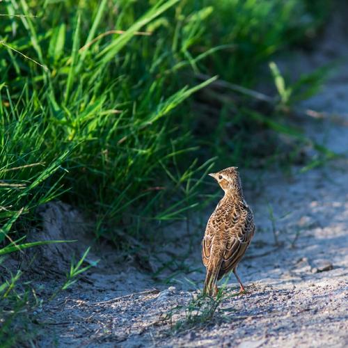 长大后的云雀大部分时间呆在草地,喜欢单只活动.