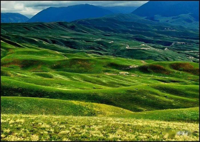 然而百花凋零后,它仍然生机勃勃,用生命与自然抗争为大地奉献着郁郁