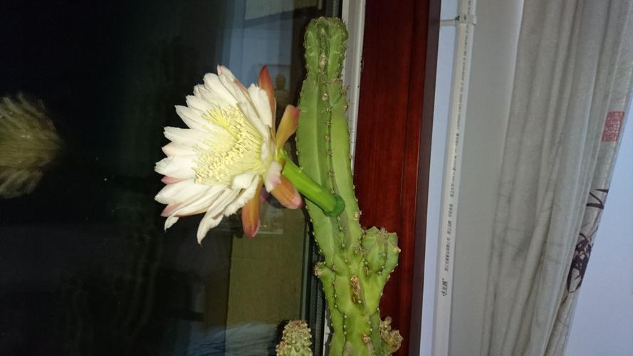 难得一见的仙人山开花