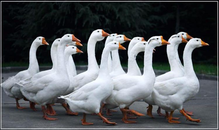 不ib,乡下鹅群怎么pk