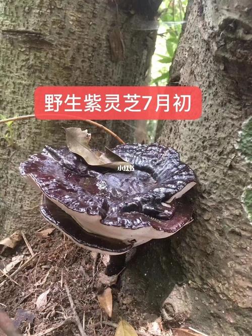 98野生灵芝的生长过程 正宗野生灵芝 深圳_灵芝_龙岗中心城自由行