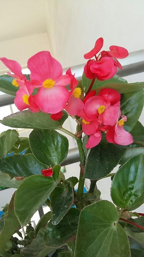 玻璃海棠怎么养开花旺盛 注意这几点玻璃海棠四季开花