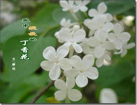 风中绽放的丁香花