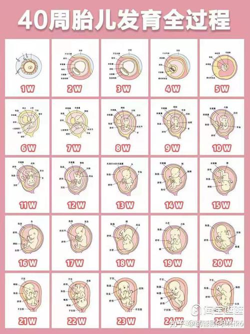 一张图看完宝宝的发育过程