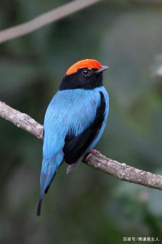 鸿运当头的小鸟——一组超可爱红头小鸟摄影作品(图)