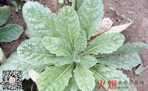 先将鲜生地除去须根,按大小分级然后分别晾干,直至其颜色逐渐变黑即