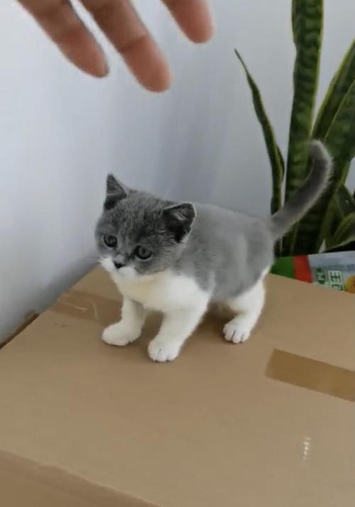 上海英短蓝白英短三花奶猫找铲屎官