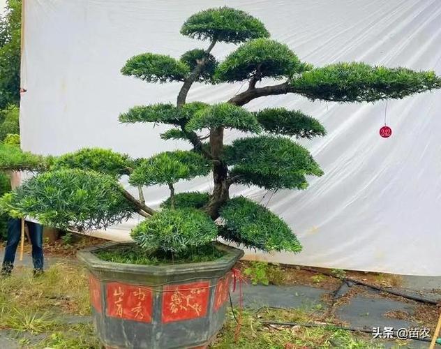 精品造型罗汉松