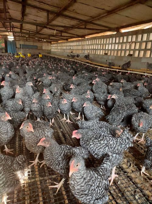 芦花鸡苗 二个月芦花鸡