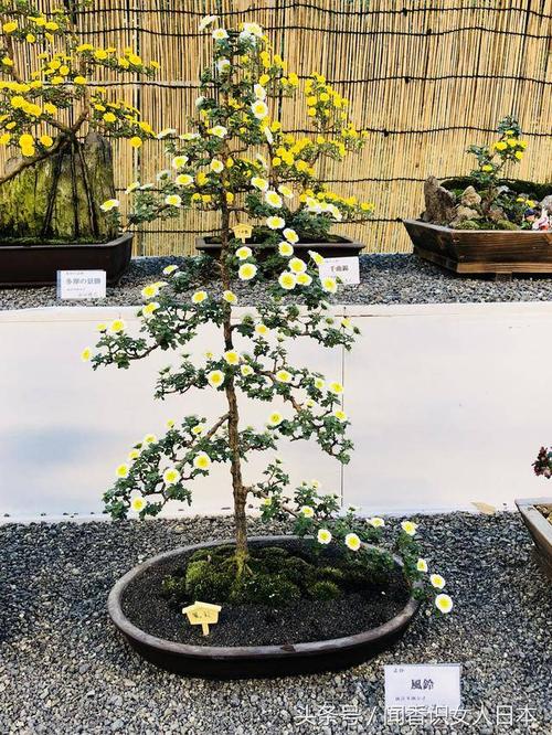 以菊花为主题用盆景为题材通过艺人的手为人们展现了一个个的场景,这