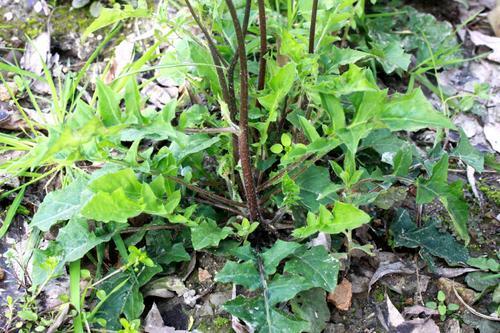 人称野芥菜,农民却当害草拔除,不知一斤卖10元,看到要