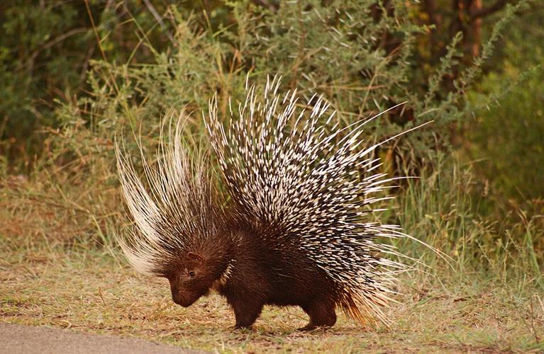 猎豹欲捕豪猪当午餐反被刺伤(图)