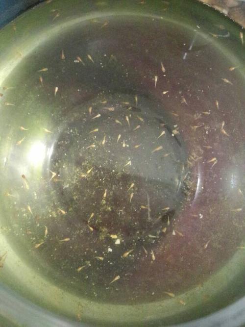 刚下的小月光鱼,在这样的水里养,没问题吧?听说绿水有助于小鱼成长?