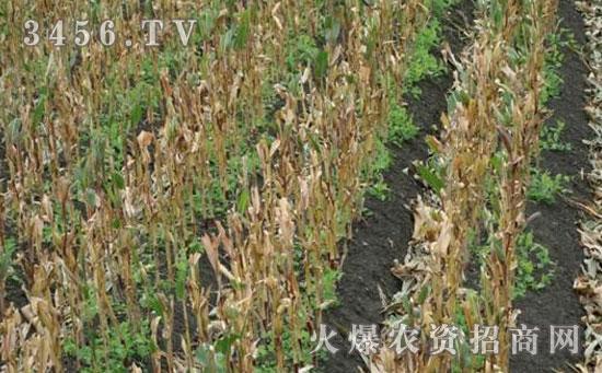 玉米套种豆角技术