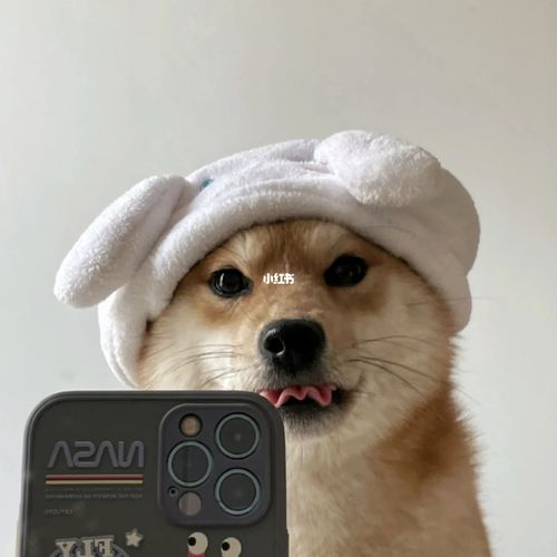 狗狗的自拍05有多可爱_柴犬_自拍_狗狗_表情包_头像