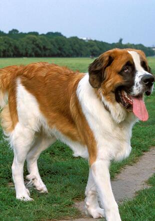 圣伯纳犬介绍