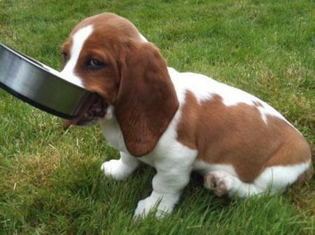 fergus the basset hound pictures 608305