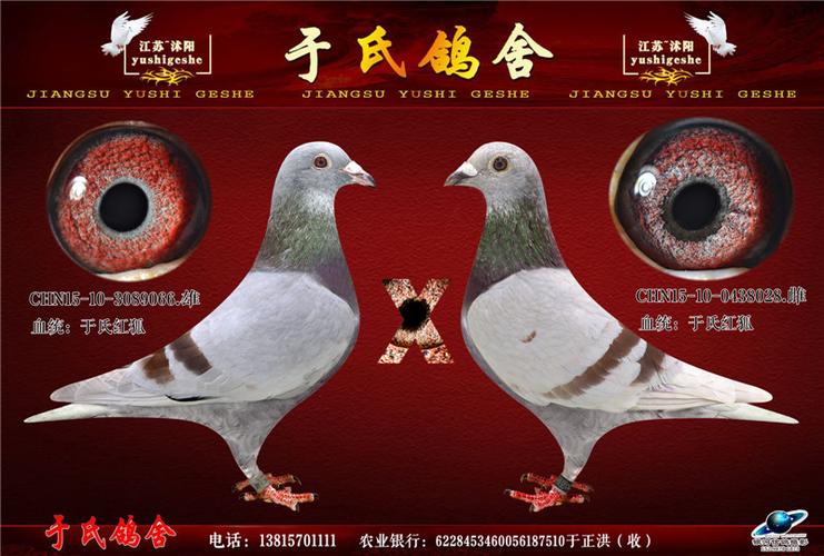 信鸽特征                 编 号: 460168               鸽 名: 红狐