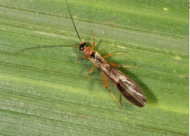 石蚕蛾 caddisfly announcement,属石蚕蛾科,头部及前胸背板黑色,翅膀