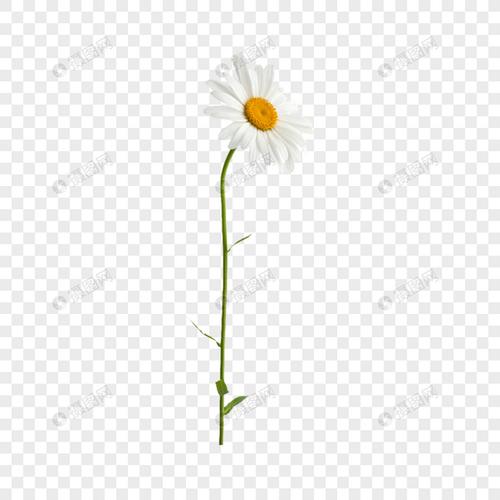 可爱的小雏菊