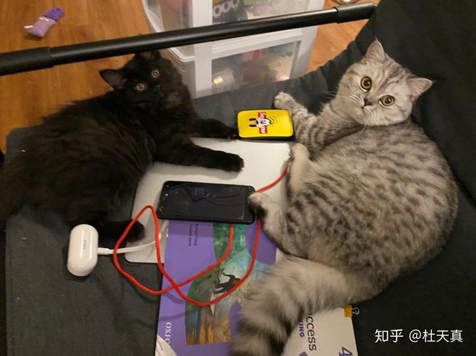 猫真的会被打服吗