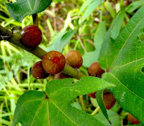 山野上的五指毛桃果子成熟了