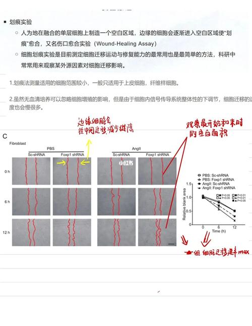 细胞划痕实验检测细胞迁移速率和修复能力