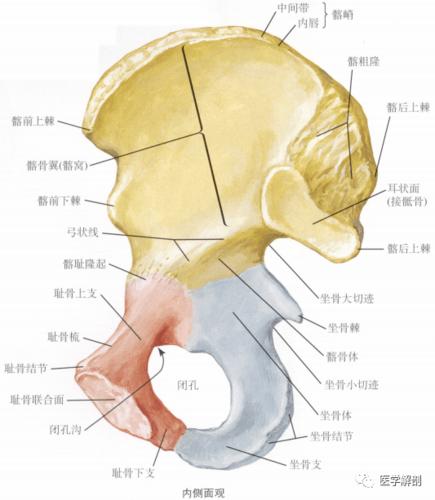 填图题 | 髋骨:内侧面观