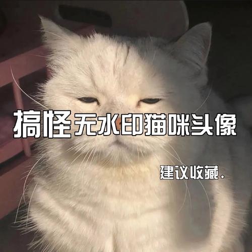 搞怪猫咪头像