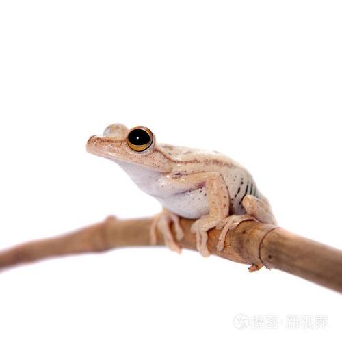 troschels 树蛙, hypsiboas calcaratus, 白色