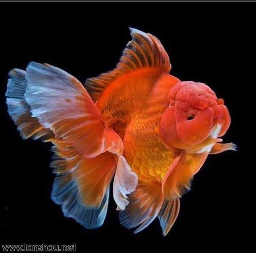 看看那些长着公鸡尾的金鱼(泰狮)