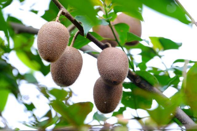 双溪半边山发现野生猕猴桃