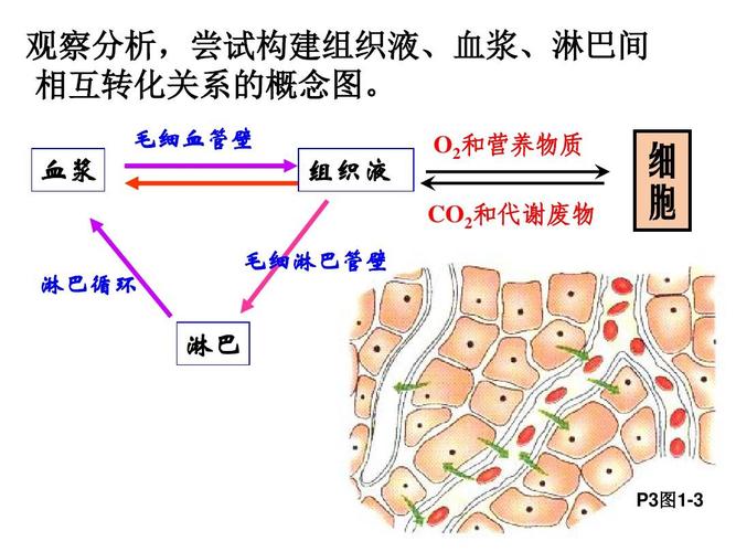 1.1细胞生活的环境(课件)ppt