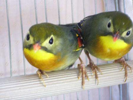 相思鸟怎样分辨男女?