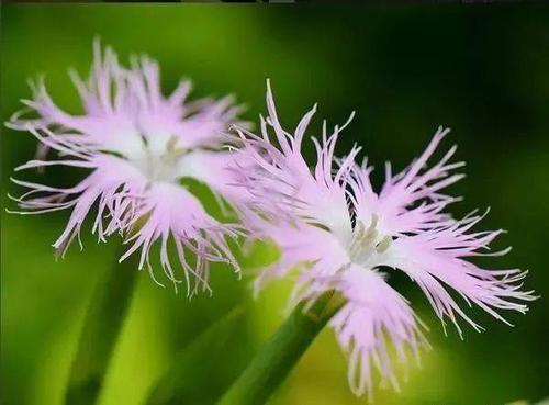 世界上的奇花异草众多,也正如我们常说的"人如其名"一样,花也要"花如