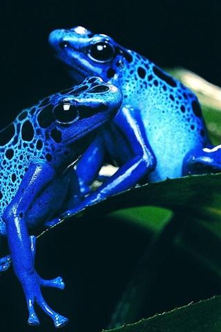 320x480 (iphone 3gs)