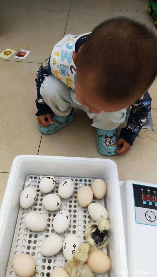 快看,快看,小鸡和小麻雀孵出来啰!