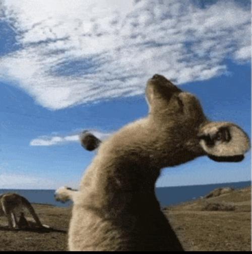 表情包火爆一时,大家纷纷模仿袋鼠的动作,直呼"治愈" 这个魔性的"袋鼠