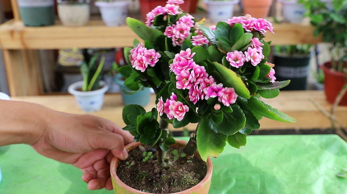 别得意,不赶紧处理将度夏困难  02:37  来源:好看视频-长寿花夏季也冒