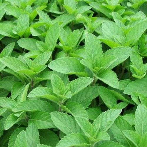苏格兰薄荷 香草苗 香草花卉 香草盆栽 香草茶厨房料理必备
