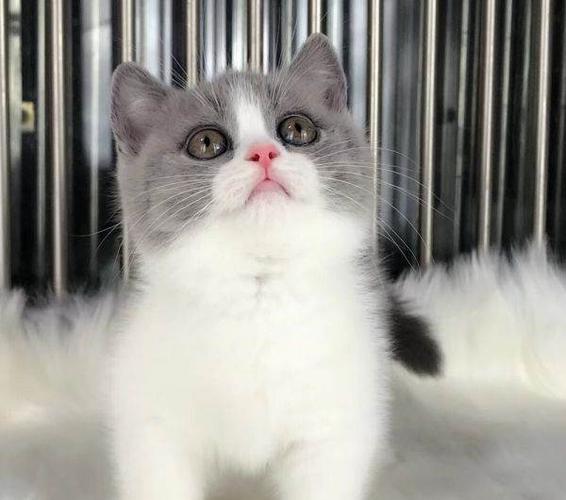 曼基康短腿猫蓝白