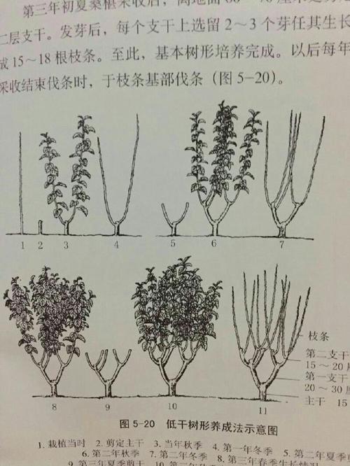 果桑苗的树形培养及枝条修剪