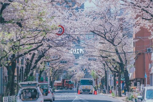 日系樱花壁纸 樱花飘落的速度是每秒五厘米_壁纸_日系