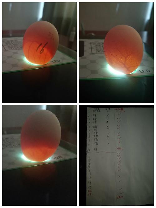 4月14日一些鸡蛋的血丝更明显了.