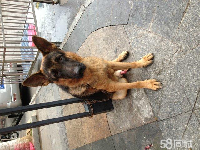 德国牧羊犬黑神 短毛弓腿弓背骨量好