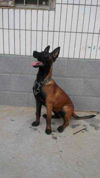 1.饮食方面:马犬的健康成长离不开