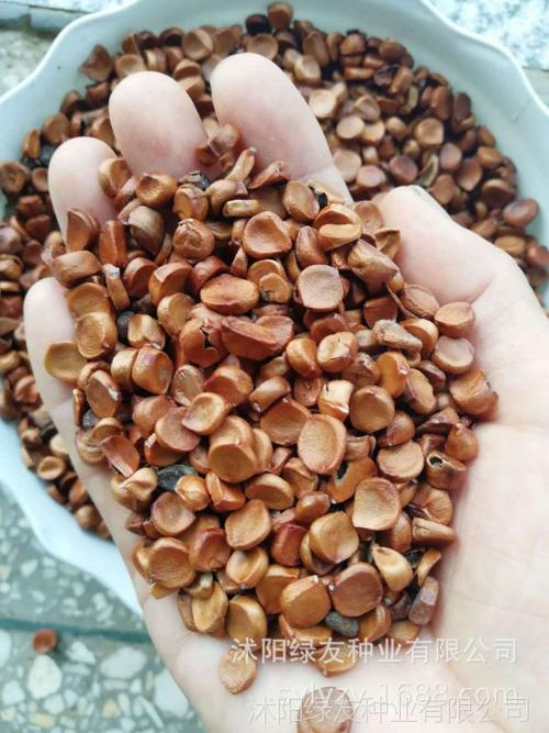 苗木新种子:黄菖蒲黄花鸢尾种子